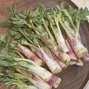 [산직직송] 신선한 제철 남해 땅두릅 2kg (튀김용/30cm내외)