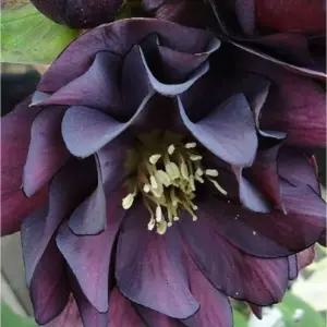 크리스마스로즈 더블 슬레이트블루 겹꽃 헬레보루스 겨울꽃 C03