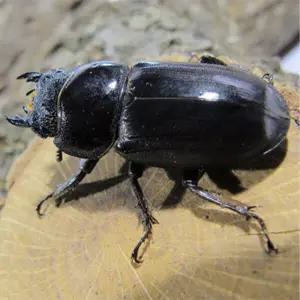 사슴벌레성충 넓사 암컷 36mm-39mm