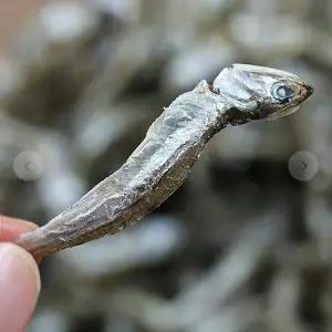 VB C4L3V6Z2 고추장멸치 볶음조림용멸치 꽈리고추멸치 140g