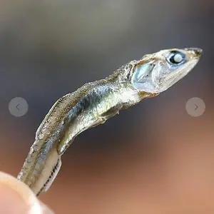 VB O3D7Q9W6 볶음멸치 가이리멸치 120g