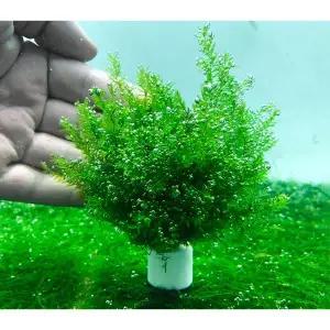 페이토 버드나무모스 활착링 새우 구피 베타 포트 음성 초보 어항 수초 키우기