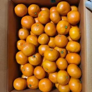 불로초 감귤 3KG 정품 로얄과 31~50입