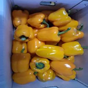 국내산 못난이 파프리카 노랑 5kg 1박스 자연대로팜웨이