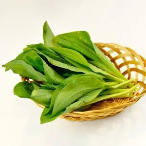 강원도 울릉도종 명이나물 생명이나물 산마늘 1kg 2kg