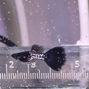 (아쿠아네스트) 메탈스네이크스킨블랙테일 고정구피 쇼구피 트리오(암2수1)