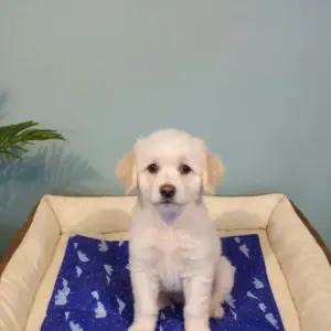 옆집샵 강아지 쿨매트 고양이 냉감 방석 반려동물 시원한 여름나기 양면 패드