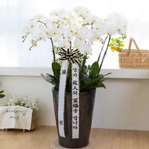 장례식장 근조 서양란(서양란)MTFB214