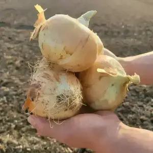 [최종 4,900] [품질보증] 국내산 달달하고 단단한 양파 5kg 소