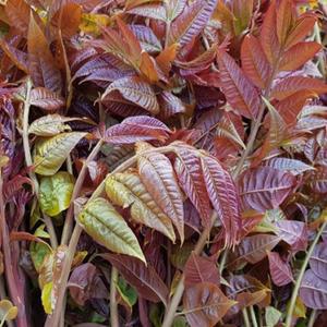 자연산 야생 가죽나물/1kg/경북 청도/산지발송