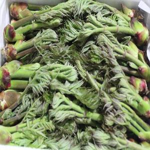 경북 청도 자연산 야생 참두릅/나무두릅/1kg/선물용