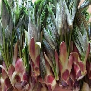 자연산 야생 엄나무순/개두릅/1kg/당일채취