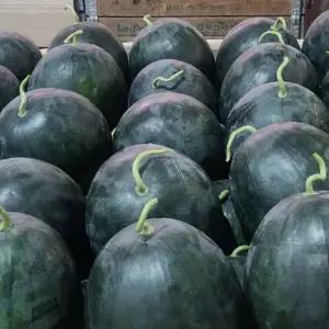 아삭한 정품 수박 , 고당도 흑수박 택