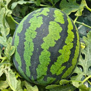 아삭하고 달달한 하우스수박