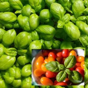 바질모종 12포기 스위트바질