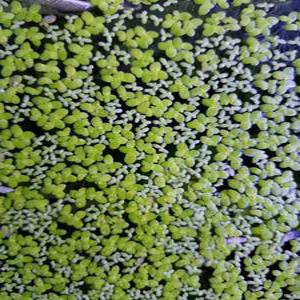 개구리밥50수/초등학교 관찰 식물/부평초