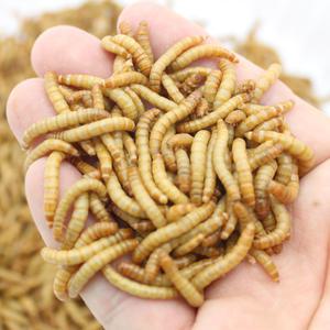 살아있는 생밀웜 1,000 마리