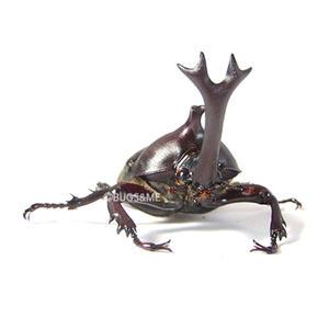 장수풍뎅이 성충 수컷 대형