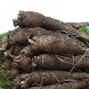 향긋! 갓수확한 국산 후금이네 참 더덕 (대) 18-23뿌리내외 1kg