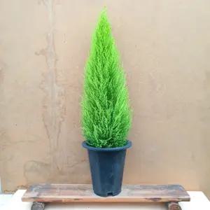 소나무길 톡톡톡!!! 형광색 향기율마 공기정화 실내장식 2459