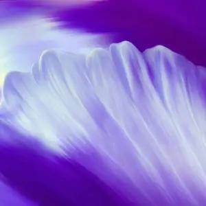 [CPL 영국] 프래그런스 오일 화이트 머스크 WHITE MUSK Body Shop Type 100ml