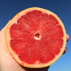 신선한 이스라엘 루비레드자몽 40입(대과360g내외 40과)