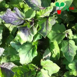 가지 모종 (1개)~ 베란다 텃밭 시장 씨앗