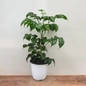 소나무길 미니 공기정화기 녹보수 중 공기정화 선물 장식  5010