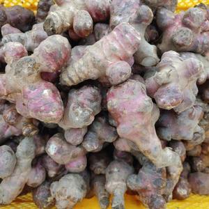 슈퍼 자색돼지감자 종자 1kg 자색 돼지감자 종근 구근 씨앗