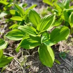 강원도 고원 산마늘 2kg / 명이나물 생채 쌈