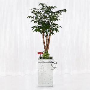 당일 2시간 전국 꽃배달 개업 축하 화분 해피트리 D571