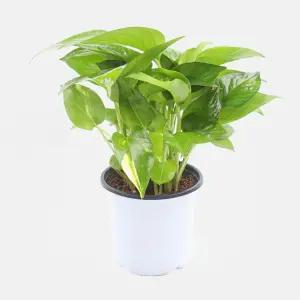 스킨답서스(소품)