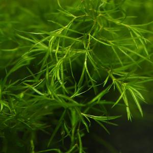 미미네플랜츠 나자스말 5~10cm 내외 5촉