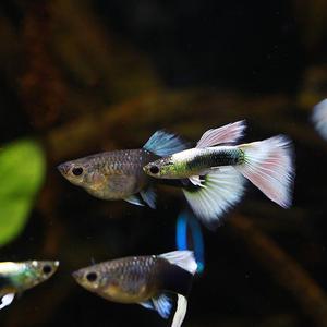 저먼 화이트 턱시도 구피 1쌍