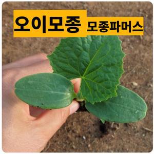 (모종파머스) 오이모종 5(개) 백다다기