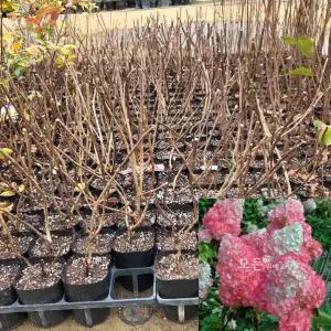 유럽목수국 묘목 (바닐라프레이즈) 4치포트묘 관상수 꽃나무 모종