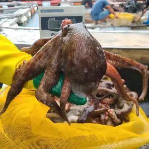 최상급 통영 자연산 돌문어 제수용 활 생물 문어 1kg 2kg 산지발송