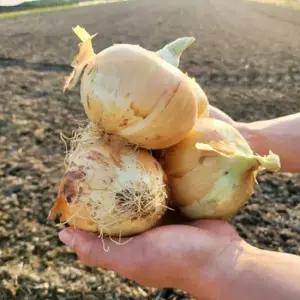 26년 수확 신선한 양파 3kg 5kg 사이즈별