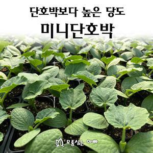 [모종심는아빠] 단호박보다 높은 당도 미니단호박 보우짱
