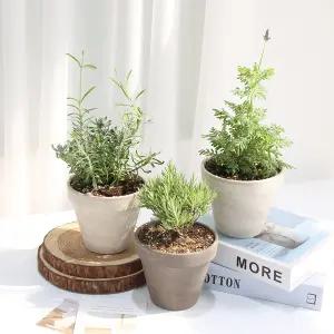 갑조네 라벤더(랜덤)