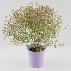 갑조네 보로니아 피나타(미니중품)