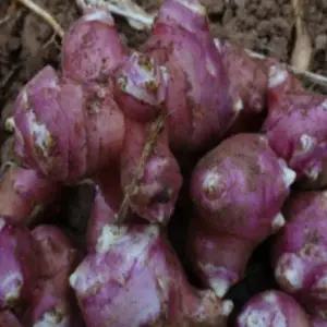 (JN소망)자색돼지감자모종(종근) 3kg