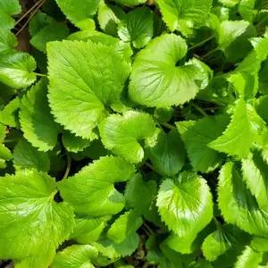 [오늘의채소] 국내산 노지 취나물 1kg 내외