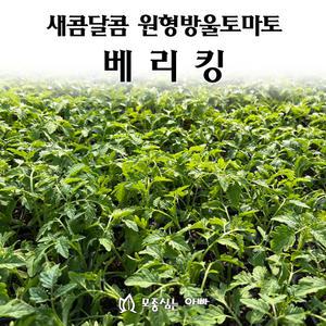[모종심는아빠] 새콤달콤 붉은타원형의 원형방울토마토 베리킹 모종3개