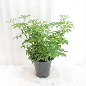 갑조네 홍콩야자(대품) 개별배 송 공기정화식물 관엽 식물