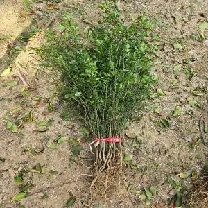 탱자나무 / 실생3년 / 1등묘