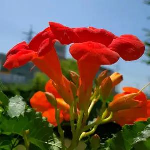 능소화나무 키2m내외 능소화 묘목 대품 털이묘발송 노지월동 정원조경수 여름꽃 개화주 (목하원예조경)