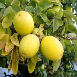 모과나무 묘목 왕모과묘목 2년생특묘