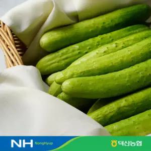 [덕산농협] 오감드레 백다다기 20개 (4kg내외)