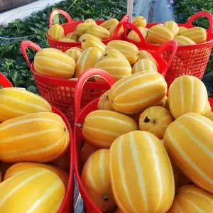 성주참외 정품 가정용 못난이 농장 꼬마 참외 제철